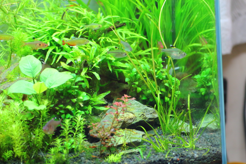 植栽から184日目　エキノドルス　アングスティフォリウス